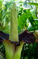 Titan Arum